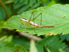 Conocephalus brevipennis