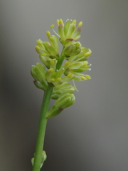 Tofieldia calyculata