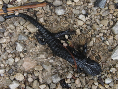 Salamandra atra
