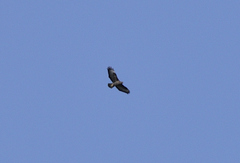 Buteo buteo buteo