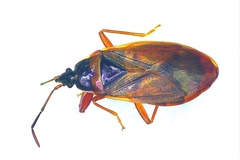 Gastrodes abietum