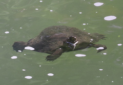Notochelys platynota