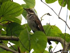 Turdus eunomus