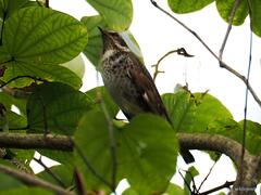 Turdus eunomus