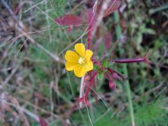 Ludwigia leptocarpa