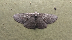 Iridopsis vellivolata
