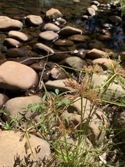 Cyperus polystachyos polystachyos