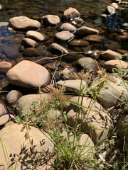 Cyperus polystachyos polystachyos