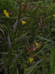 Melampyrum sylvaticum