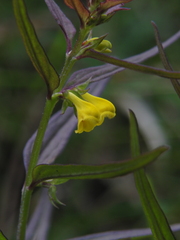 Melampyrum sylvaticum