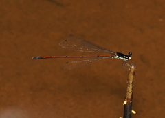 Prodasineura hyperythra