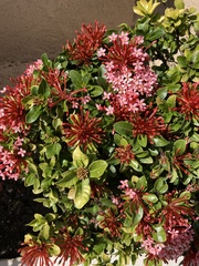 Ixora coccinea