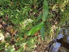 Bambusoideae
