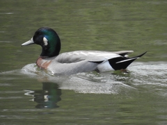 Anas platyrhynchos × Mareca americana