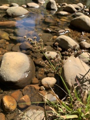 Juncus lomatophyllus