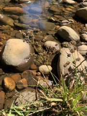 Juncus lomatophyllus