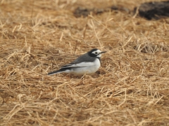 Motacilla alba