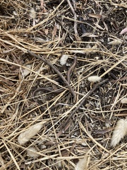 Hemiergis gracilipes