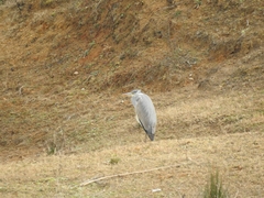 Ardea cinerea