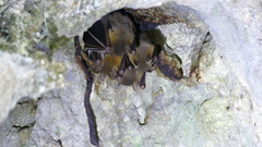 Cynopterus brachyotis