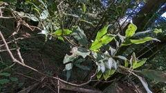 Quercus castanea