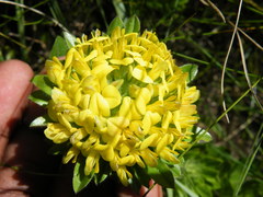 Leobordea corymbosa