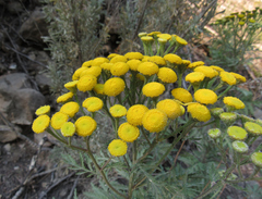 Tanacetum vulgare