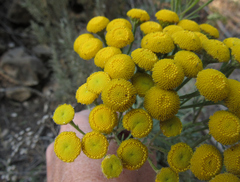 Tanacetum vulgare