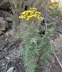 Tanacetum vulgare