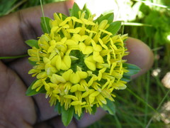 Leobordea corymbosa