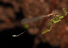 Protosticta versicolor