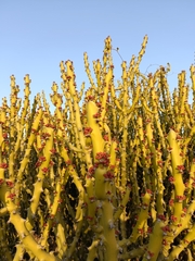 Euphorbia caducifolia