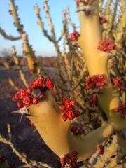 Euphorbia caducifolia