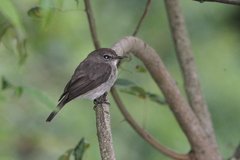 Muscicapa adusta adusta