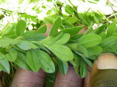 Leobordea corymbosa