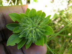 Leobordea corymbosa