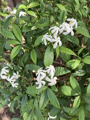 Tabernaemontana pandacaqui
