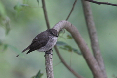Muscicapa adusta adusta