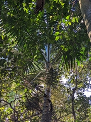 Arecoideae