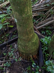 Arecoideae