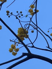 Roseodendron donnell-smithii