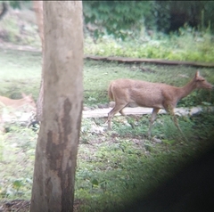 Rusa timorensis