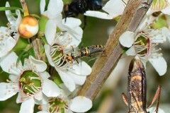 Chauliognathus sydneyanus
