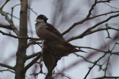 Passer domesticus