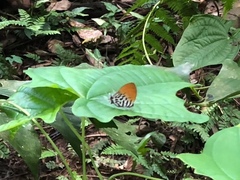 Drupadia ravindra moorei