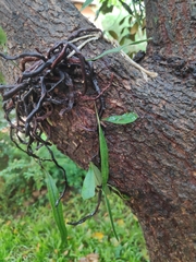 Microgramma squamulosa