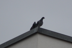 Columba livia domestica