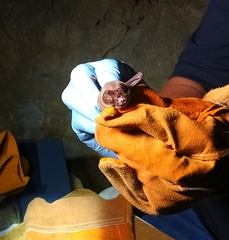 Mormoops megalophylla