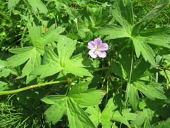 Geranium wlassovianum