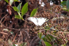 Graphium antiphates